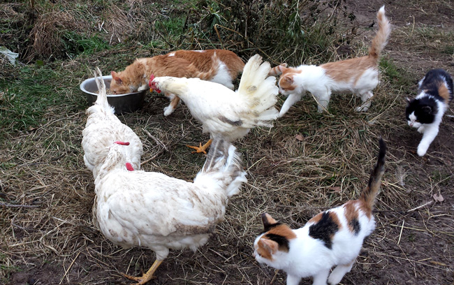 кошки отбирают еду у куриц