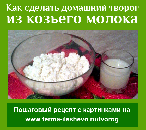 Как правильно приготовить творог из козьего молока: пошаговый рецепт и полезные советы