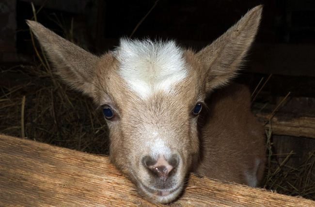 baby-goat-2016-7