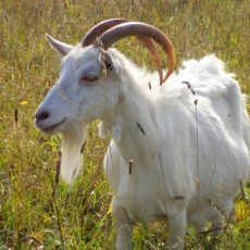 Вредность коз: правда или миф?