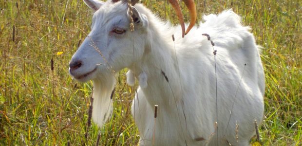 Вредность коз: правда или миф?